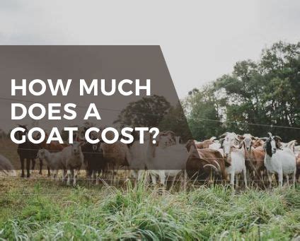 how much do meat goats cost