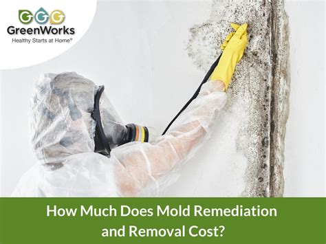 how much do mold removal services cost