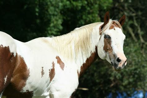 how much do paint horses cost
