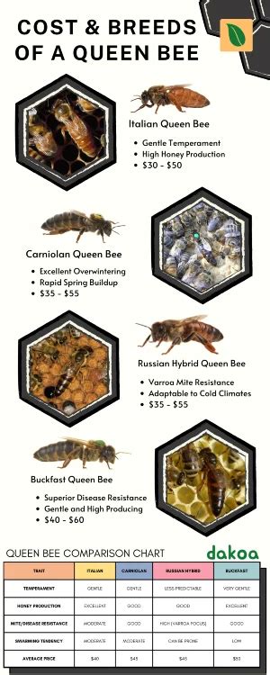 How Much Do Queen Bees Cost