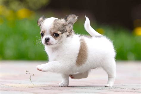  79 Popular How Much Do Short Haired Chihuahuas Cost For Short Hair