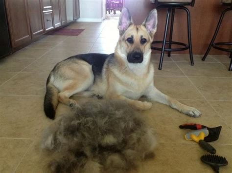 Fresh How Much Do Short Haired German Shepherds Shed For Short Hair