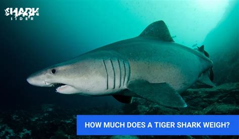 how much do tiger sharks weigh