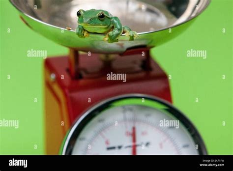 How Much Do Tree Frogs Weigh