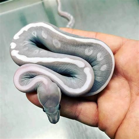 How Much Does A Baby Ball Python Cost