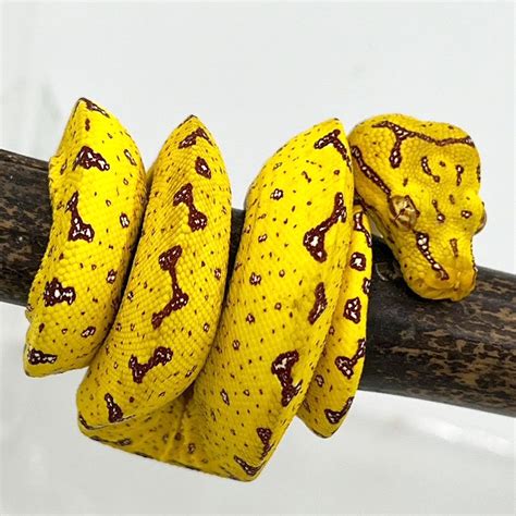 How Much Does A Baby Green Tree Python Cost