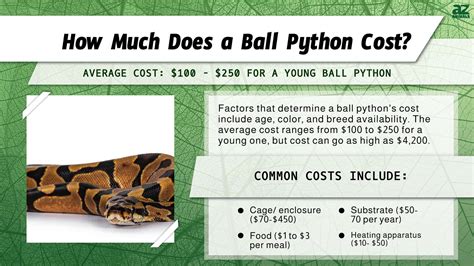 how much does a ball python cost