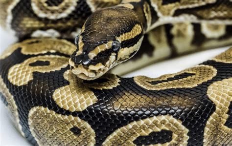 How Much Does A Ball Python Cost Uk