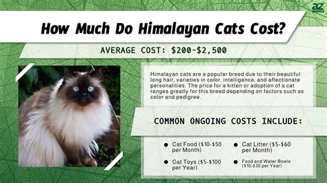 How Much Does A Big Cat Cost