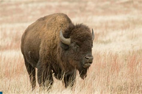 How Much Does A Bison Weigh