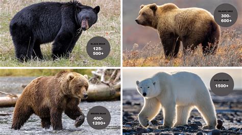 How Much Does A Black Bear Weight