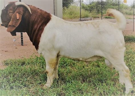 how much does a boer goat weigh