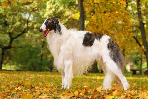 how much does a borzoi puppy cost