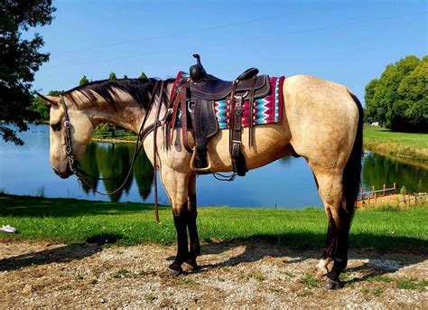 how much does a buckskin horse cost