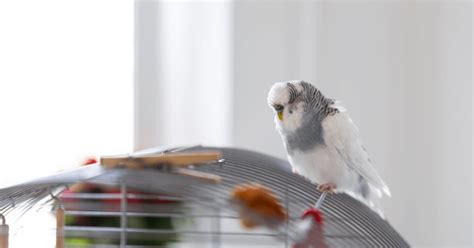 How Much Does A Cage Cost