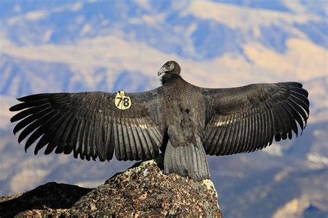 how much does a california condor weigh