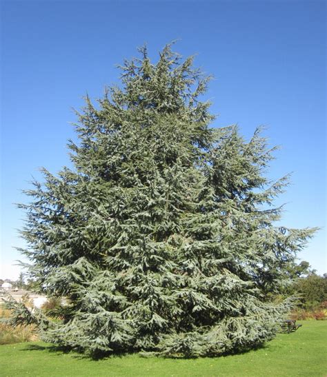 How Much Does A Cedar Tree Sell For