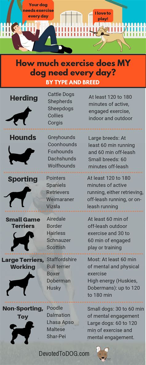 how much does a dog need to exercise