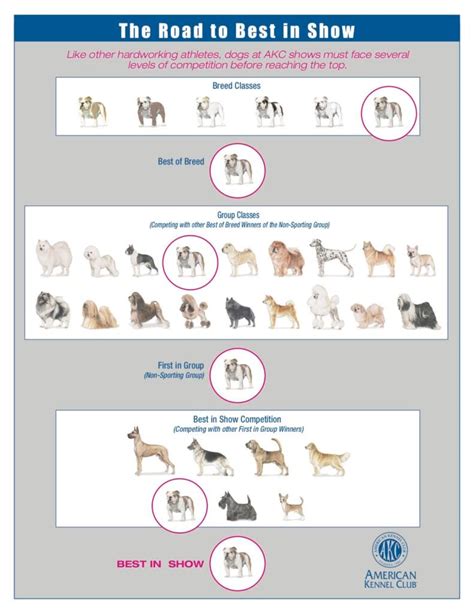 How Much Does A Dog Show Judge Make
