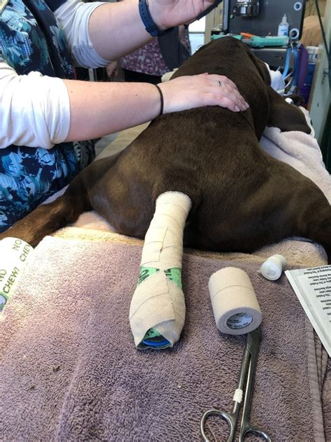 How Much Does A Dog Tail Amputation Cost