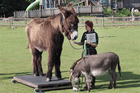 how much does a donkey weigh