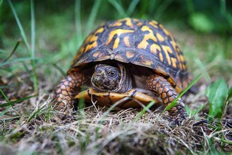 How Much Does A Eastern Box Turtle Cost