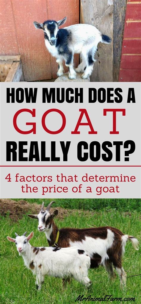 how much does a goat cost