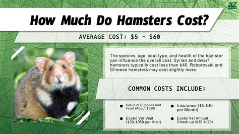 how much does a hamster cost