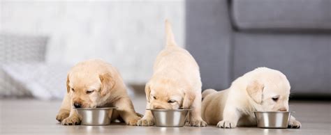 How Much Does A Labrador Eat