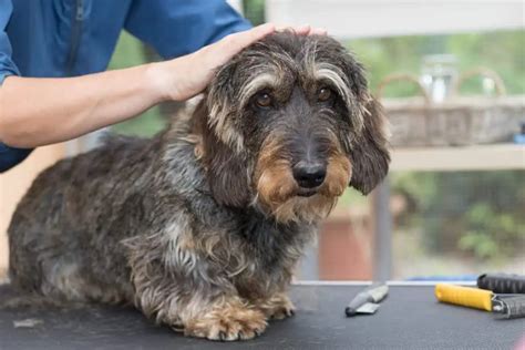  79 Stylish And Chic How Much Does A Long Haired Dachshund Shed For New Style