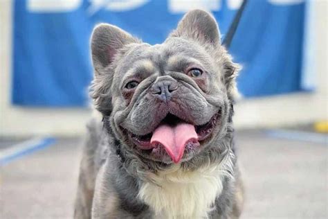 Perfect How Much Does A Long Haired French Bulldog Cost Trend This Years