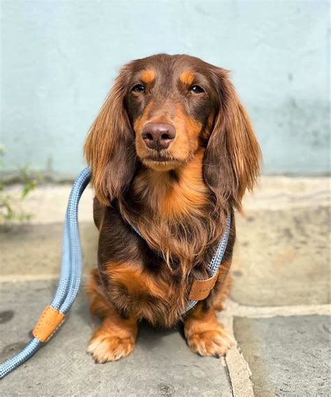 This How Much Does A Long Haired Miniature Dachshund Cost With Simple Style