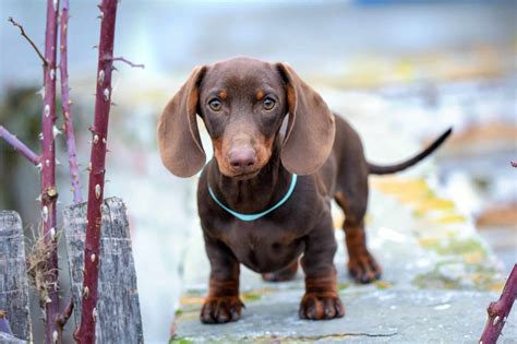 Free How Much Does A Miniature Dachshund Cost For Short Hair
