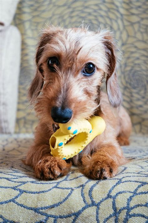 Free How Much Does A Miniature Wire Haired Dachshund Cost For New Style