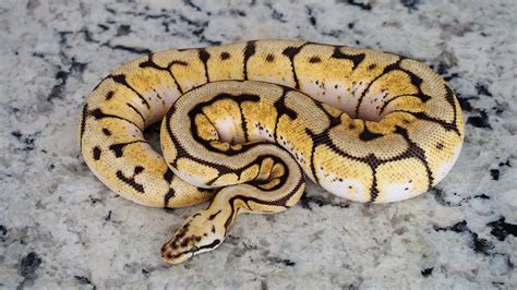 How Much Does A Mojave Ball Python Cost