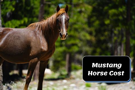 how much does a mustang horse cost