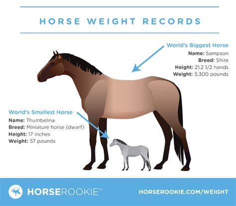 how much does a mustang horse weigh