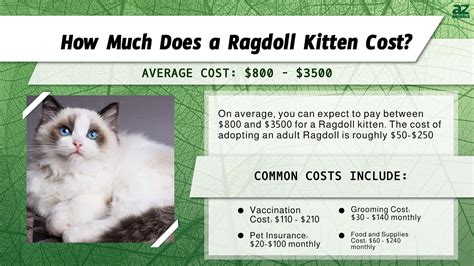 How Much Does A Ragdoll Cost