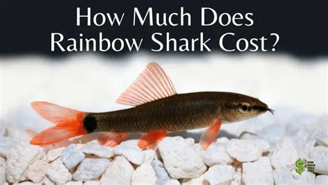 How Much Does A Rainbow Shark Cost