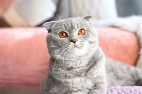 How Much Does A Scottish Fold Cat Cost Uk