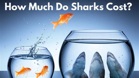 how much does a shark cost