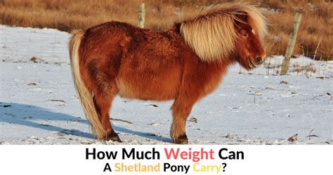 how much does a shetland pony weigh