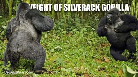 how much does a silverback weight