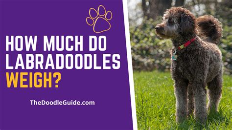 How Much Does A Small Labradoodle Weigh