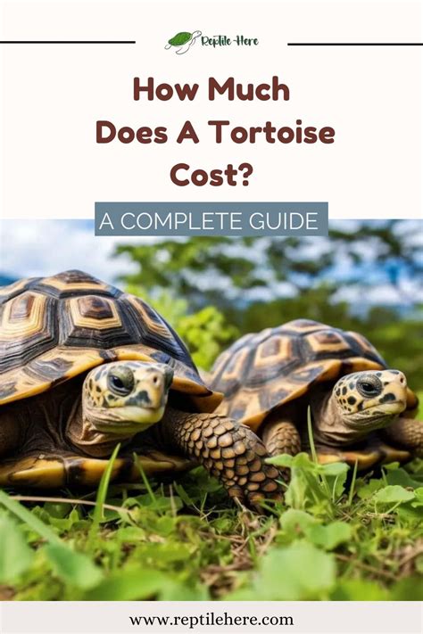 How Much Does A Tortoise Cost To Keep