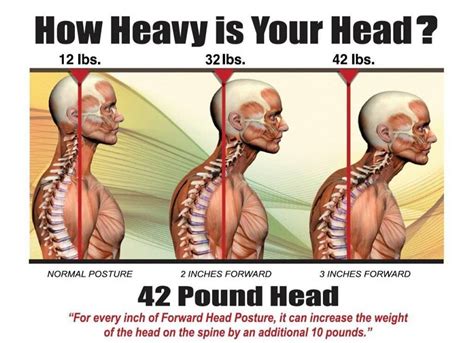 How Much Does A Typical Human Head Weigh