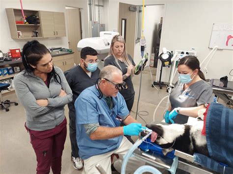 Veterinary Dentistry Papillion Animal Hospital