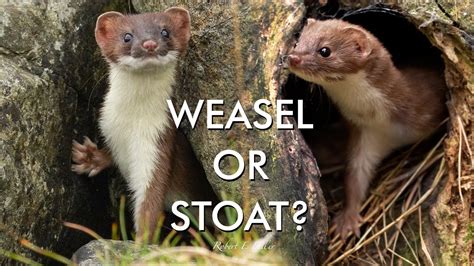 how much does a weasel cost