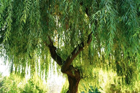 How Much Does A Willow Tree Grow Per Year