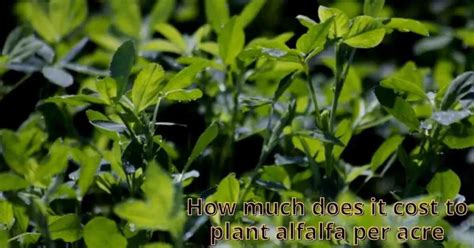 how much does alfalfa hay cost